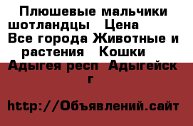 Плюшевые мальчики шотландцы › Цена ­ 500 - Все города Животные и растения » Кошки   . Адыгея респ.,Адыгейск г.